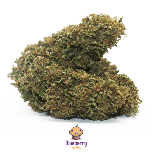 bluberry muffin cannabis light 3