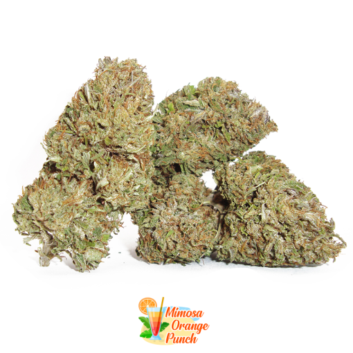 mimosa orange punch cannabis light